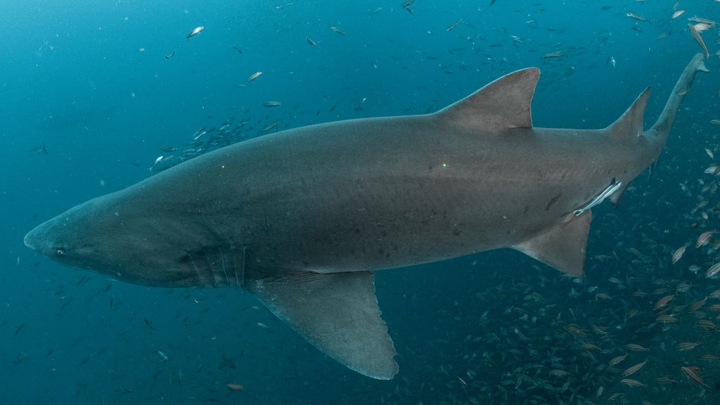 0a3be97f-f013-46df-bee9-9f2d4dfdd684