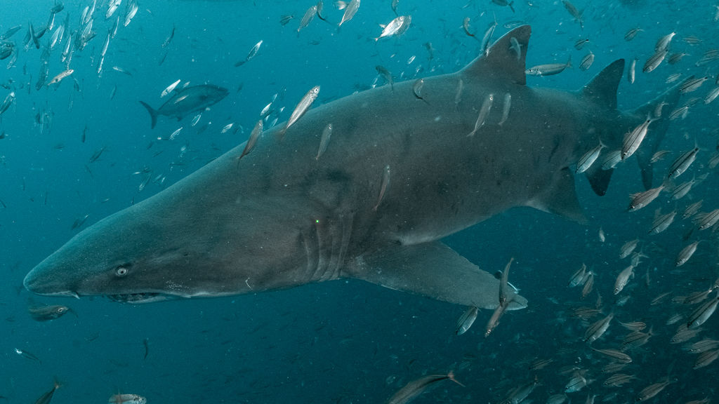 0a3be97f-f013-46df-bee9-9f2d4dfdd684