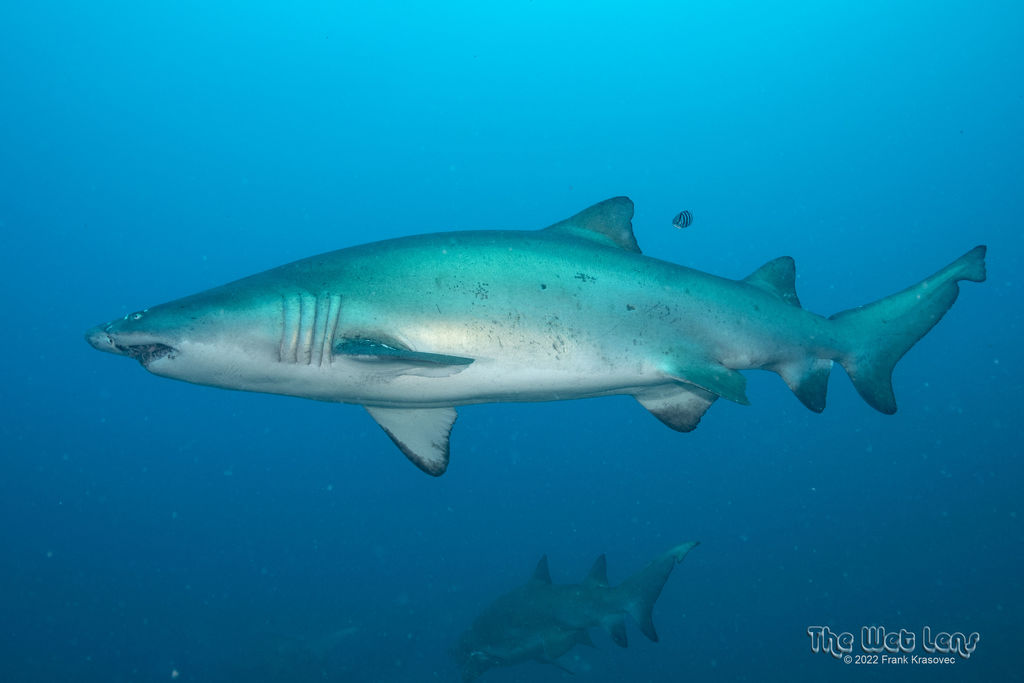 1f3a60ca-8198-4beb-9651-f25d77cb74ba