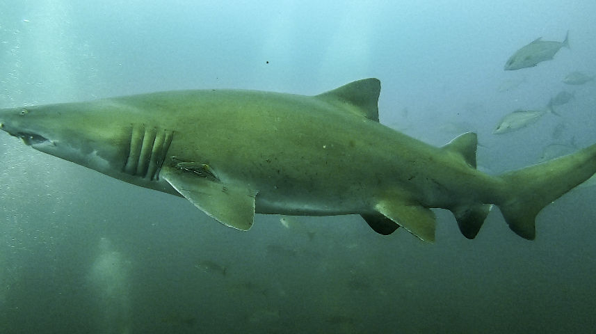 3578d4ea-b619-440d-8397-5fc117550e3f