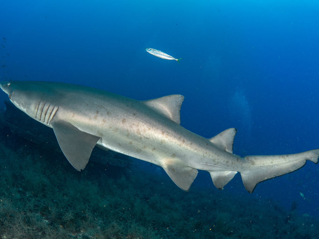 229a0cfb-218e-4505-89a7-6e46c0a6211f