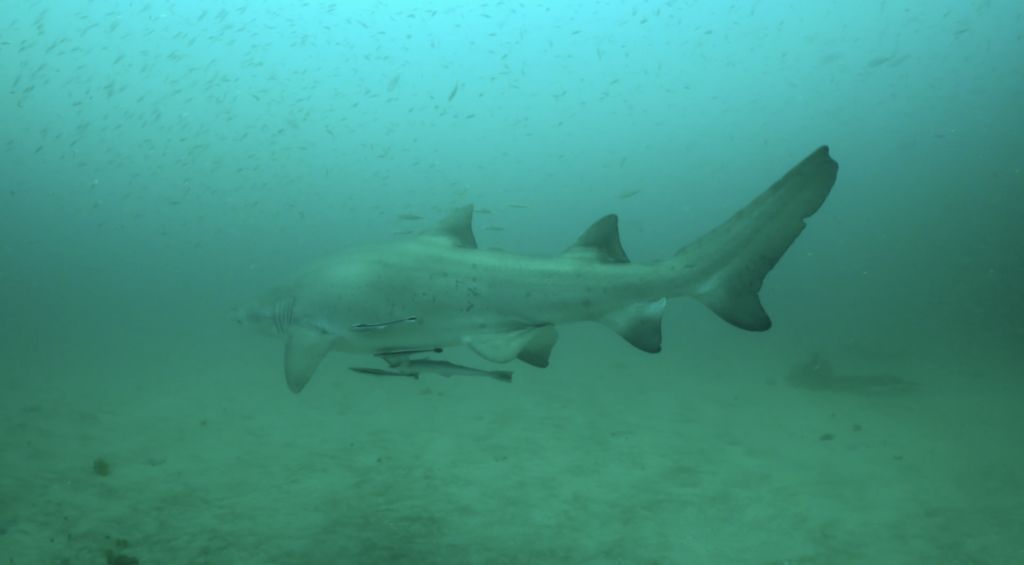 97ad9fe4-7848-4ac4-9249-c87eee2c9508