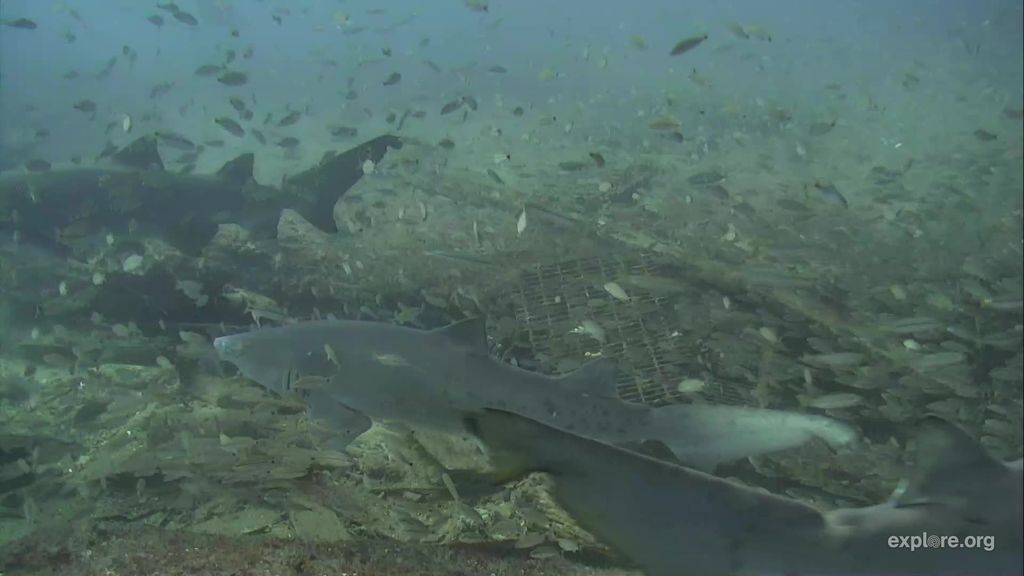 1cad352c-bf04-45bc-bd8c-5a9ab5c26a34