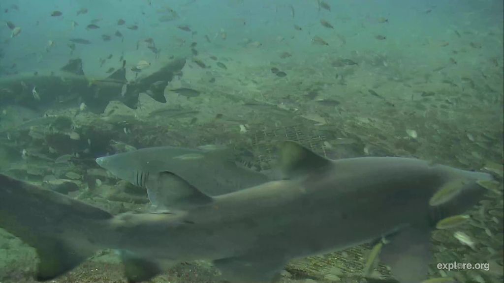 1cad352c-bf04-45bc-bd8c-5a9ab5c26a34