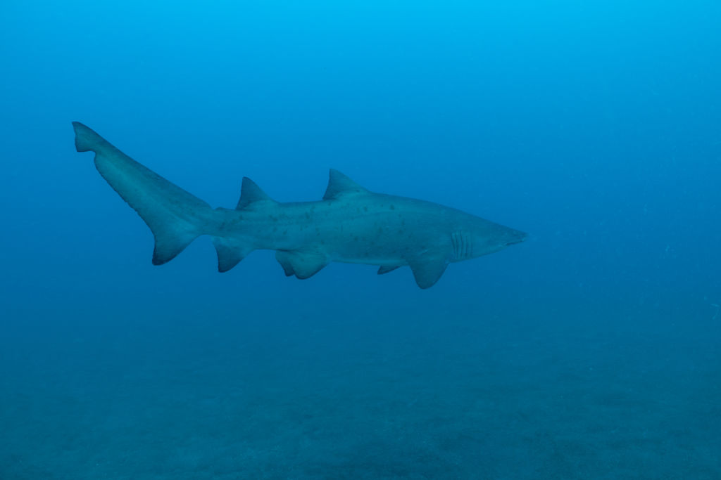 590ee248-0317-452c-975f-603110d31947