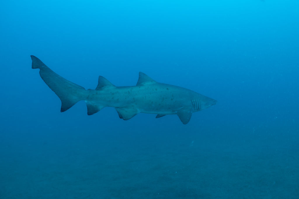 590ee248-0317-452c-975f-603110d31947