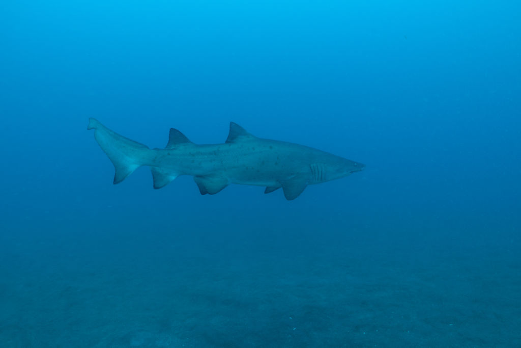 590ee248-0317-452c-975f-603110d31947