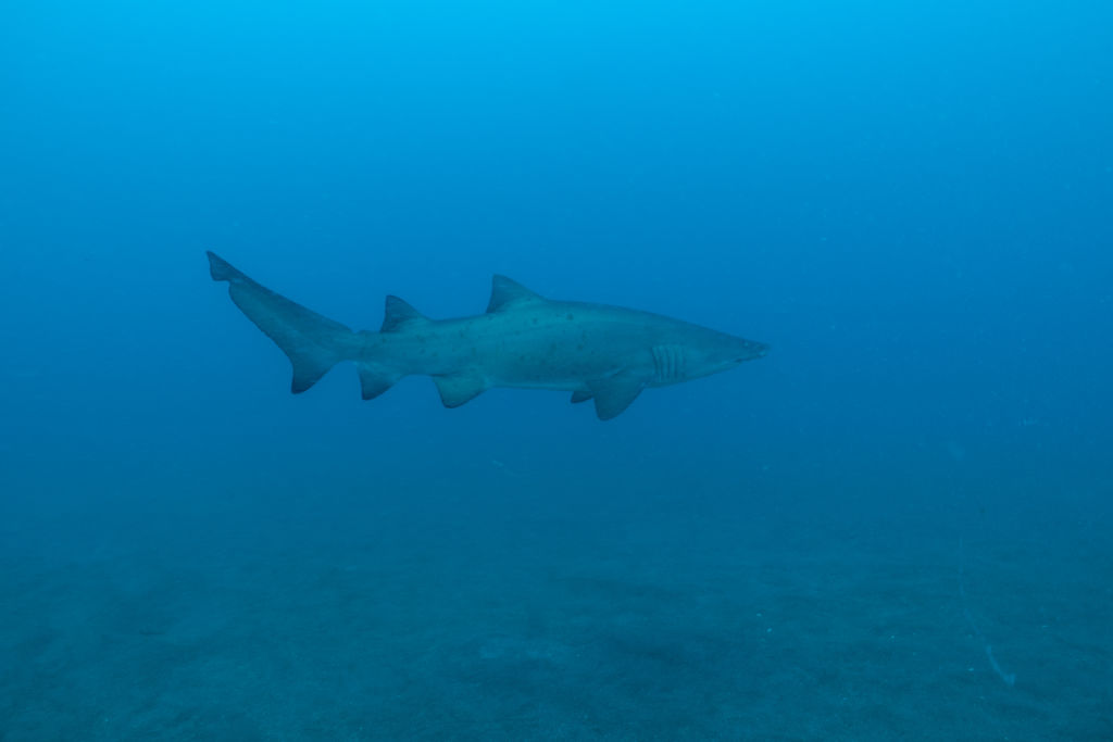 590ee248-0317-452c-975f-603110d31947