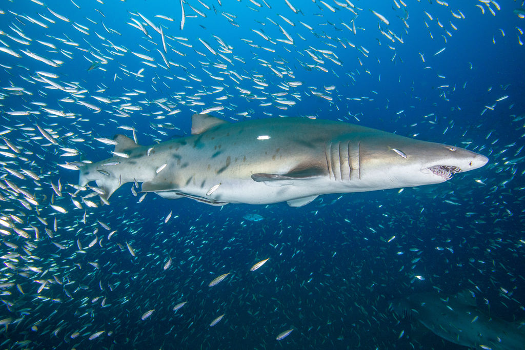 01a56f19-a5a3-43d6-a057-0d6a8eebcc90