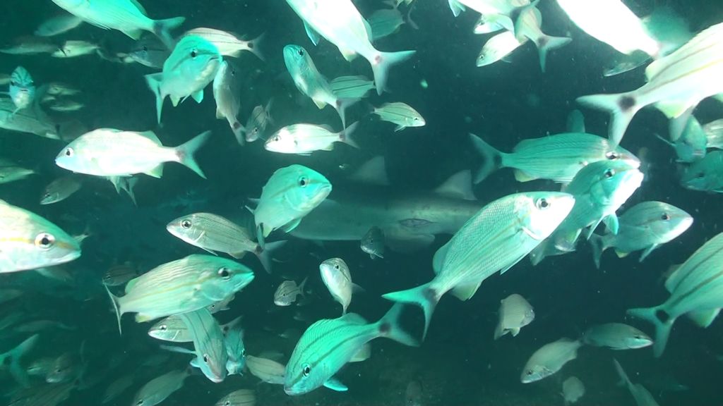 36fd80ff-db8f-46ed-8e8c-c1c17977c67e