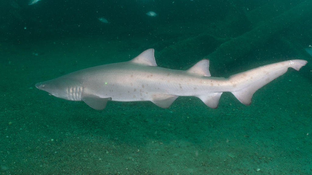 8c19cb28-d457-4d6e-b4be-5d934a9125ba