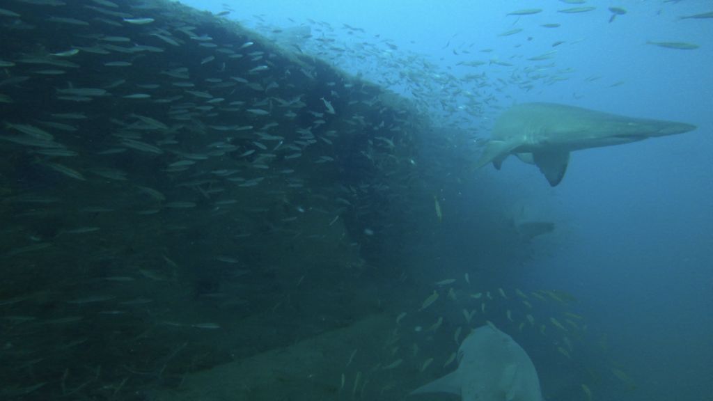 1cab16ed-c245-474e-ac9c-b80e35675858