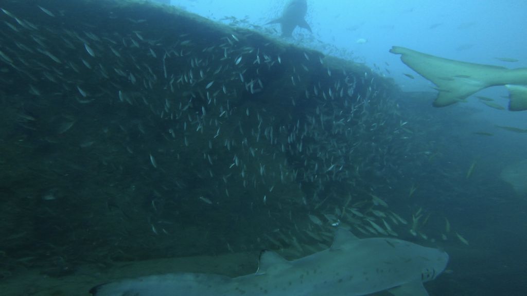 1cab16ed-c245-474e-ac9c-b80e35675858