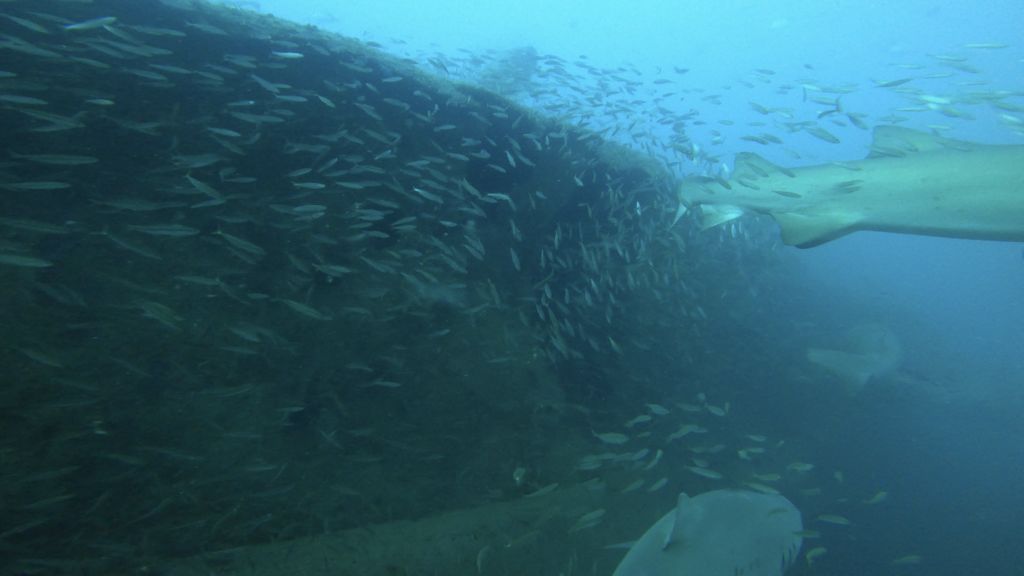 1cab16ed-c245-474e-ac9c-b80e35675858