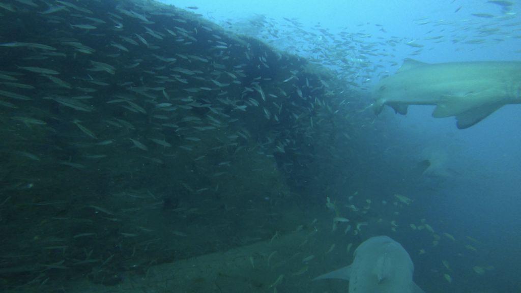 1cab16ed-c245-474e-ac9c-b80e35675858