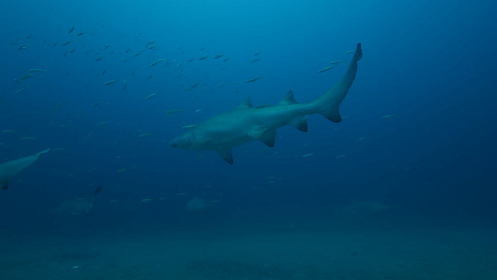 48537c72-c5c7-487a-a605-0a1f2ad5d7f9