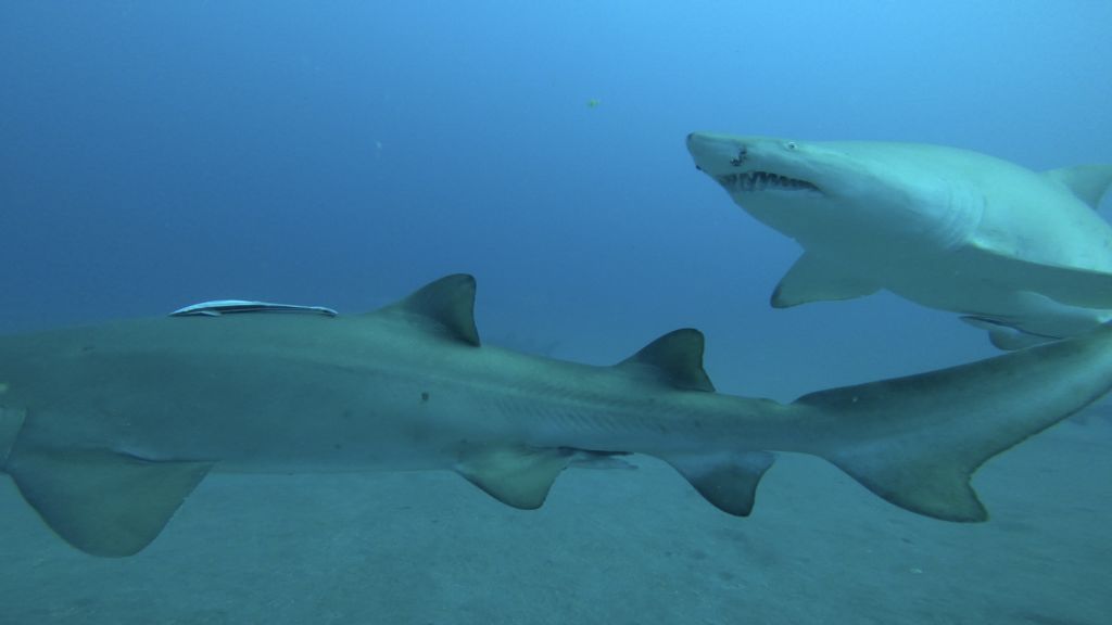 24abe8b3-93c2-46af-99fb-59c4fa2cf86f