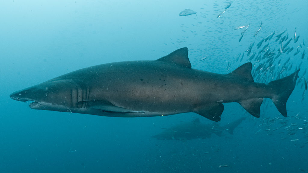 adcf53f5-317d-4676-82fe-b5761fcb473c