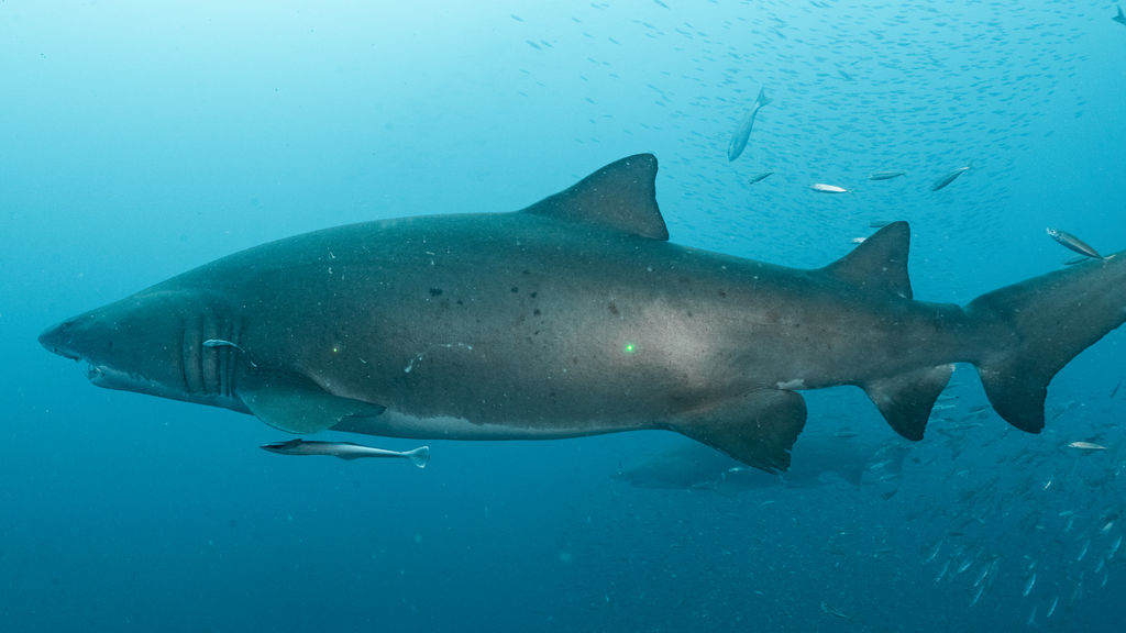 adcf53f5-317d-4676-82fe-b5761fcb473c