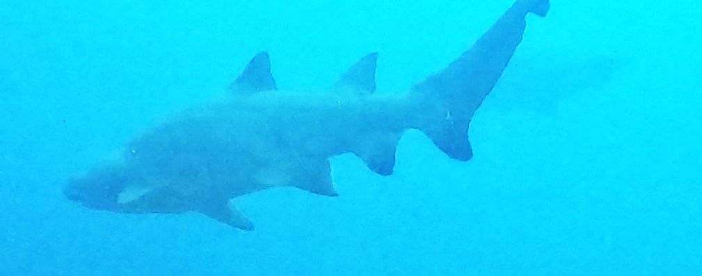 53481ef7-82d8-4a1e-a9f8-872b90085ea0