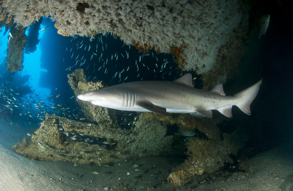 0c2626bc-cd66-44cc-bae0-14221e5d89f0