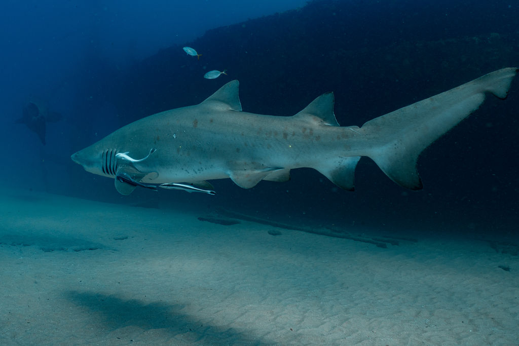 38ce0a5b-711e-4261-9c3d-b536c0a909ef