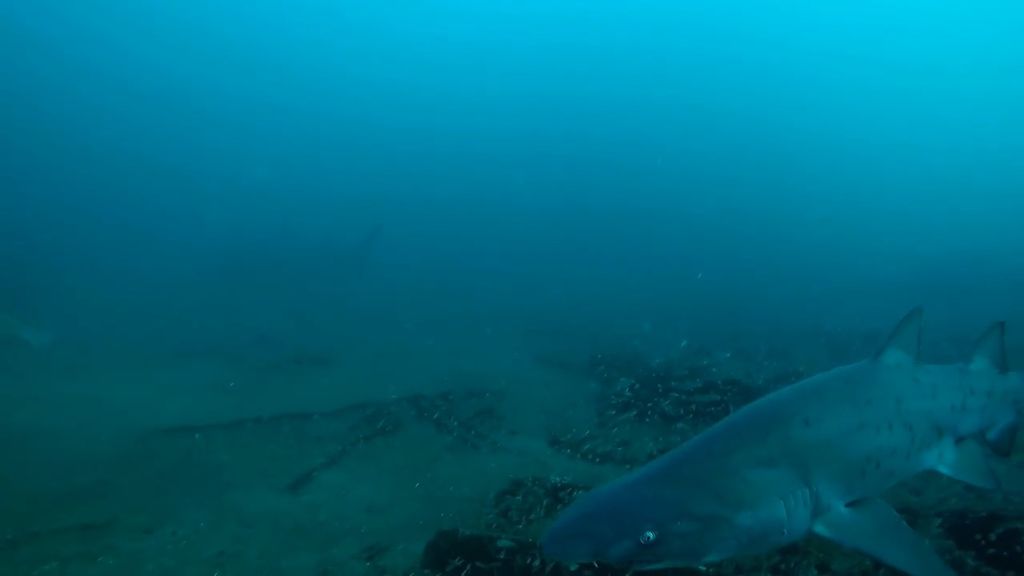 8c0a097a-8acd-4ab0-a792-cb828feb32c5