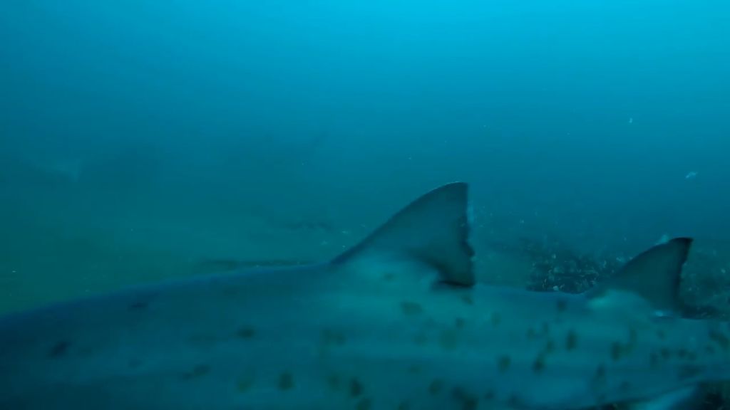 8c0a097a-8acd-4ab0-a792-cb828feb32c5