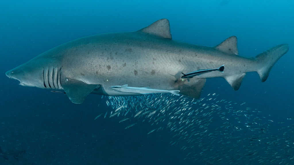 4931206f-a761-4c83-a382-0d72534ab886