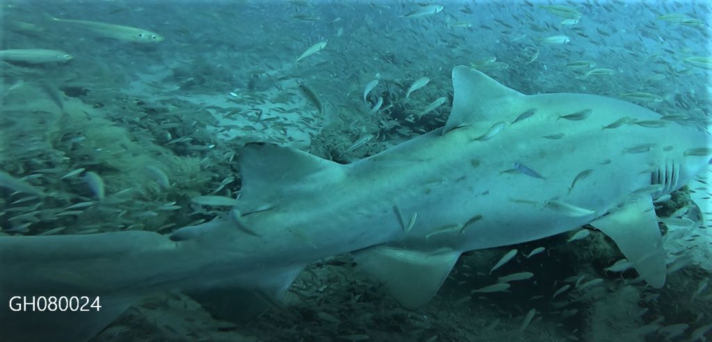 a8d9f592-d139-493e-943a-259c538246ff