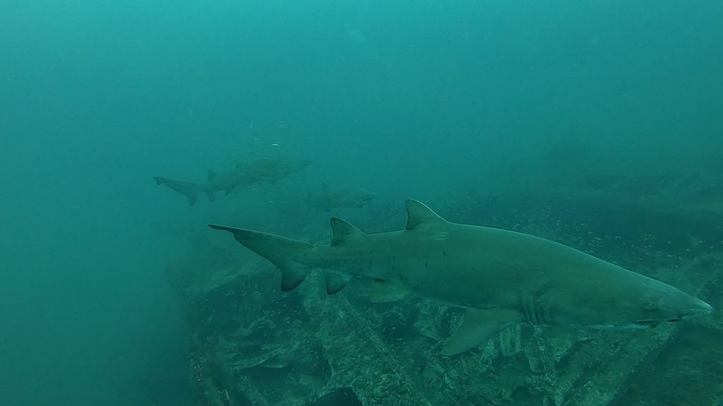 295eaccd-b35f-4014-add0-c0ccb892da13