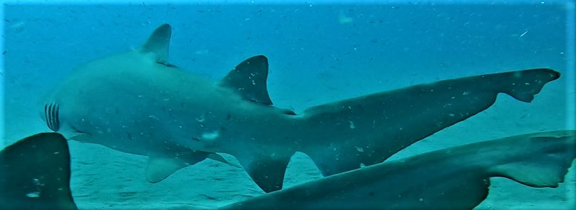 d712e430-66af-4523-9ea9-28d775872e9c