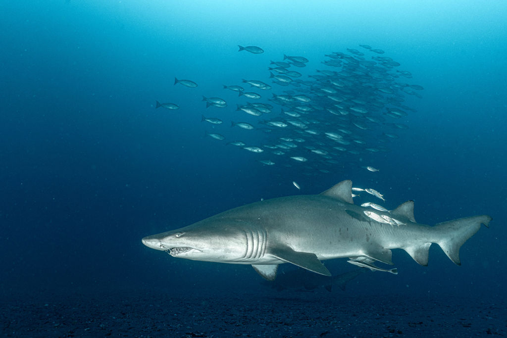 085f63b3-8e5d-4b09-921a-9049c83f88eb