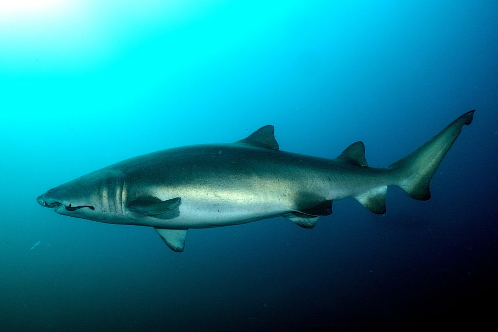 c8bda81d-d42f-42ea-9274-63e08a74581a