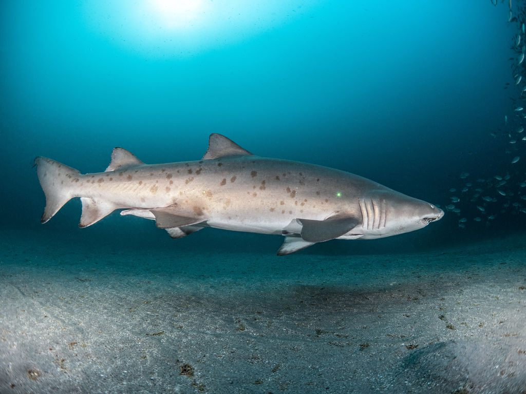 0ae01d10-de50-414d-92bc-793ef6257089