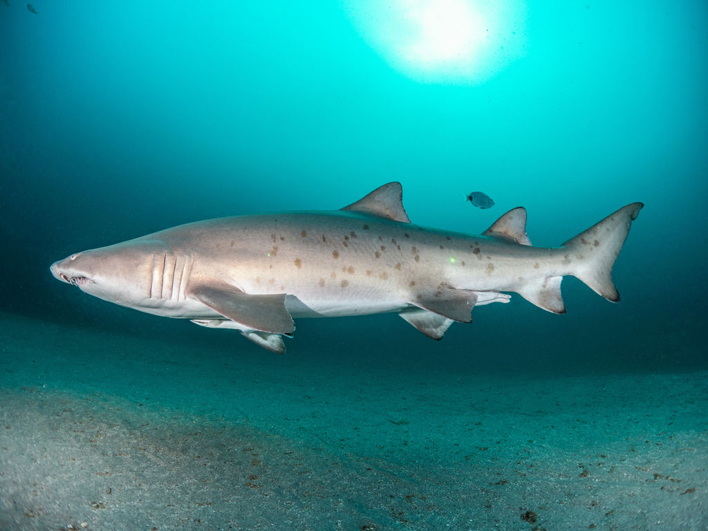 0ae01d10-de50-414d-92bc-793ef6257089