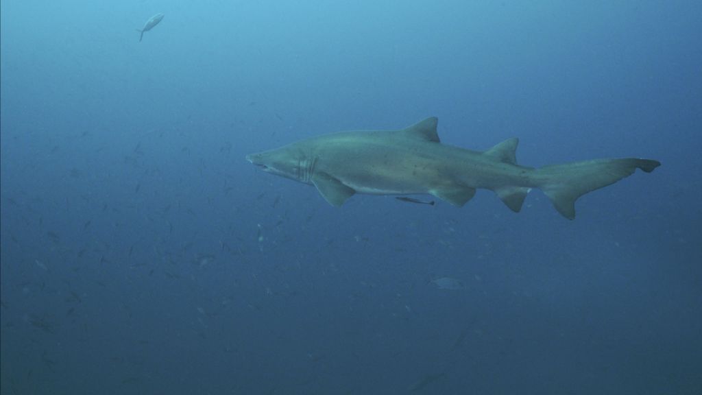 c8f7300c-b97b-4e18-bba6-9e696d69f2dc