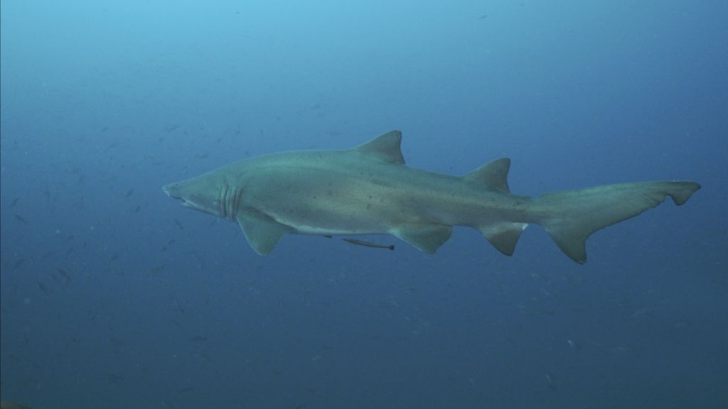 c8f7300c-b97b-4e18-bba6-9e696d69f2dc