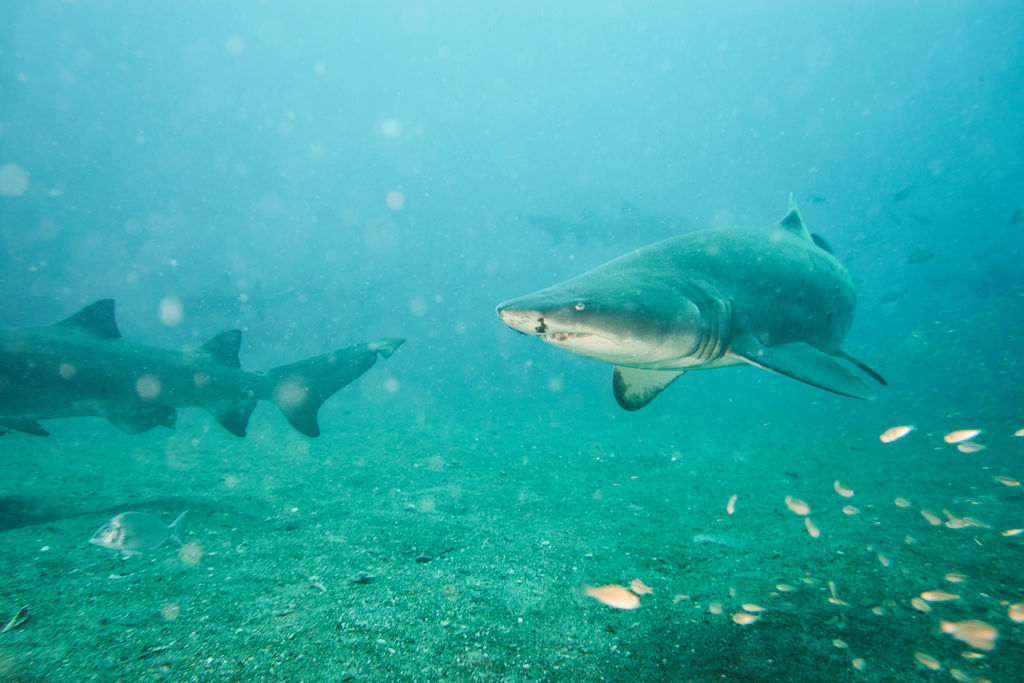 4a5e62f5-168c-4280-96f9-e00f33a24df2