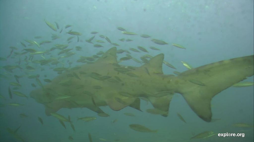 0371442b-3e57-486a-9f12-ad2614784f3f