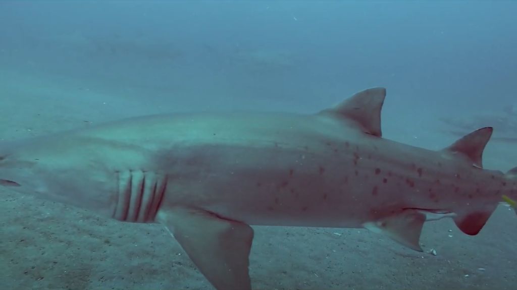 02667d96-af7b-45bd-9fb9-77c054cf9c0f