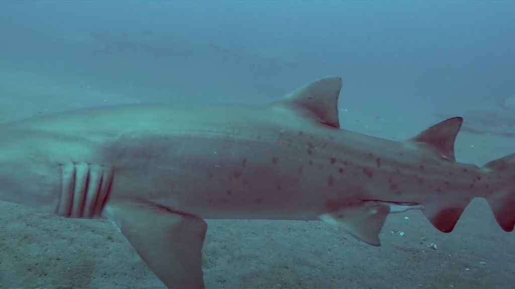 02667d96-af7b-45bd-9fb9-77c054cf9c0f