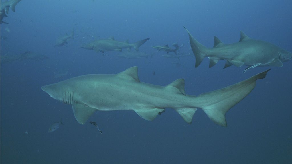 6d5911f2-da19-4b55-ac04-da674e17af9c