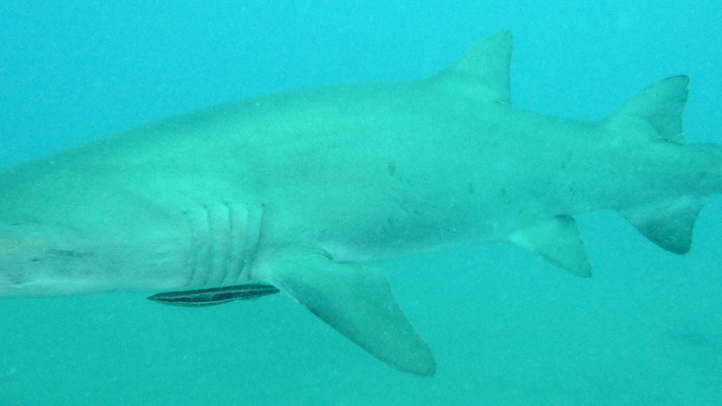 71da9115-10bc-4764-886b-160e82e101c5