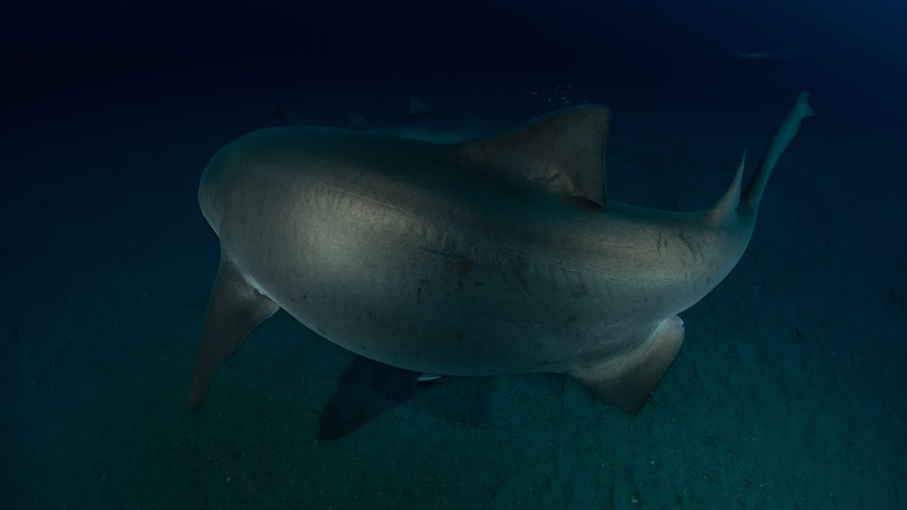 38433f4f-b710-4a30-b8d0-b446bc22e9b5