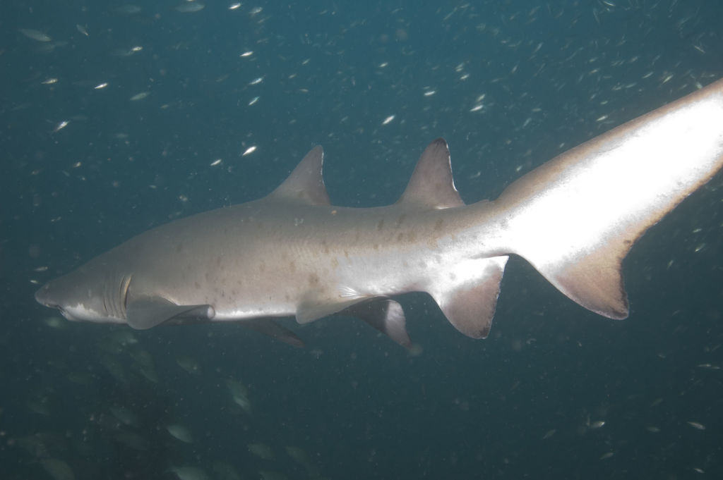 95719113-c903-45be-ba91-9d20866cdf5d