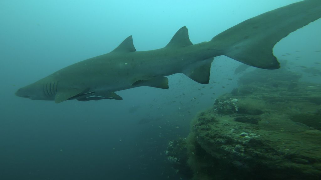 42dd8b6d-9918-4d84-a9c5-df428e5b017b