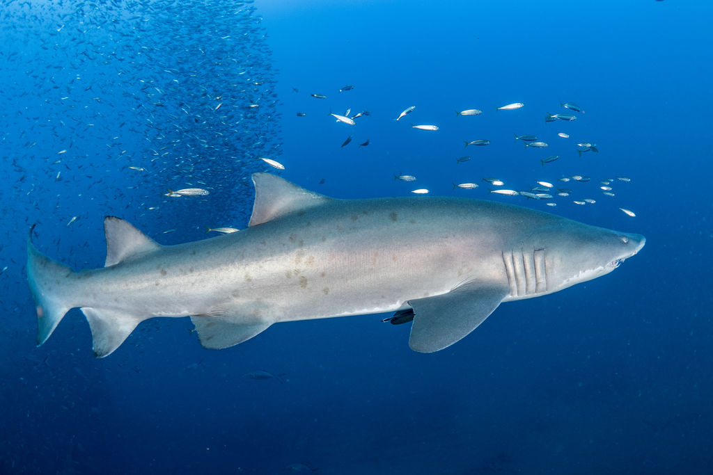 ddbe576b-4d3b-45cf-aa04-187027e49a70