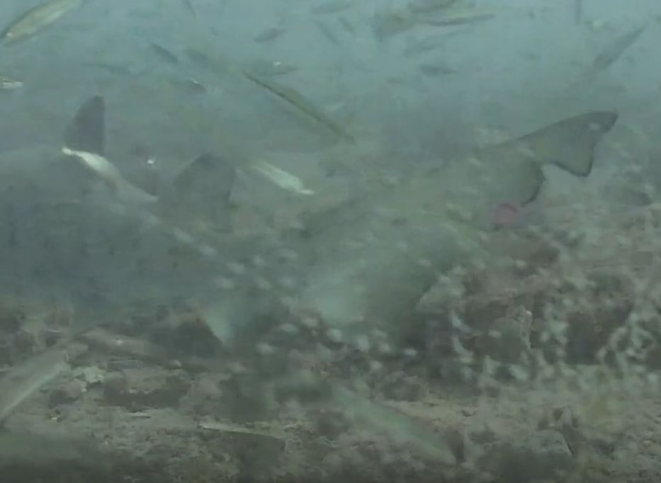 0ae58c6a-c089-414a-804c-a96773fc6cf4