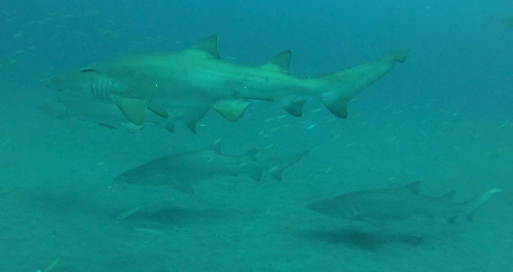 8ad08dd8-b5ca-4dba-b3be-25df69528082